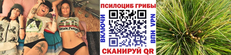 Псилоцибиновые грибы Psilocybine cubensis  Харовск 